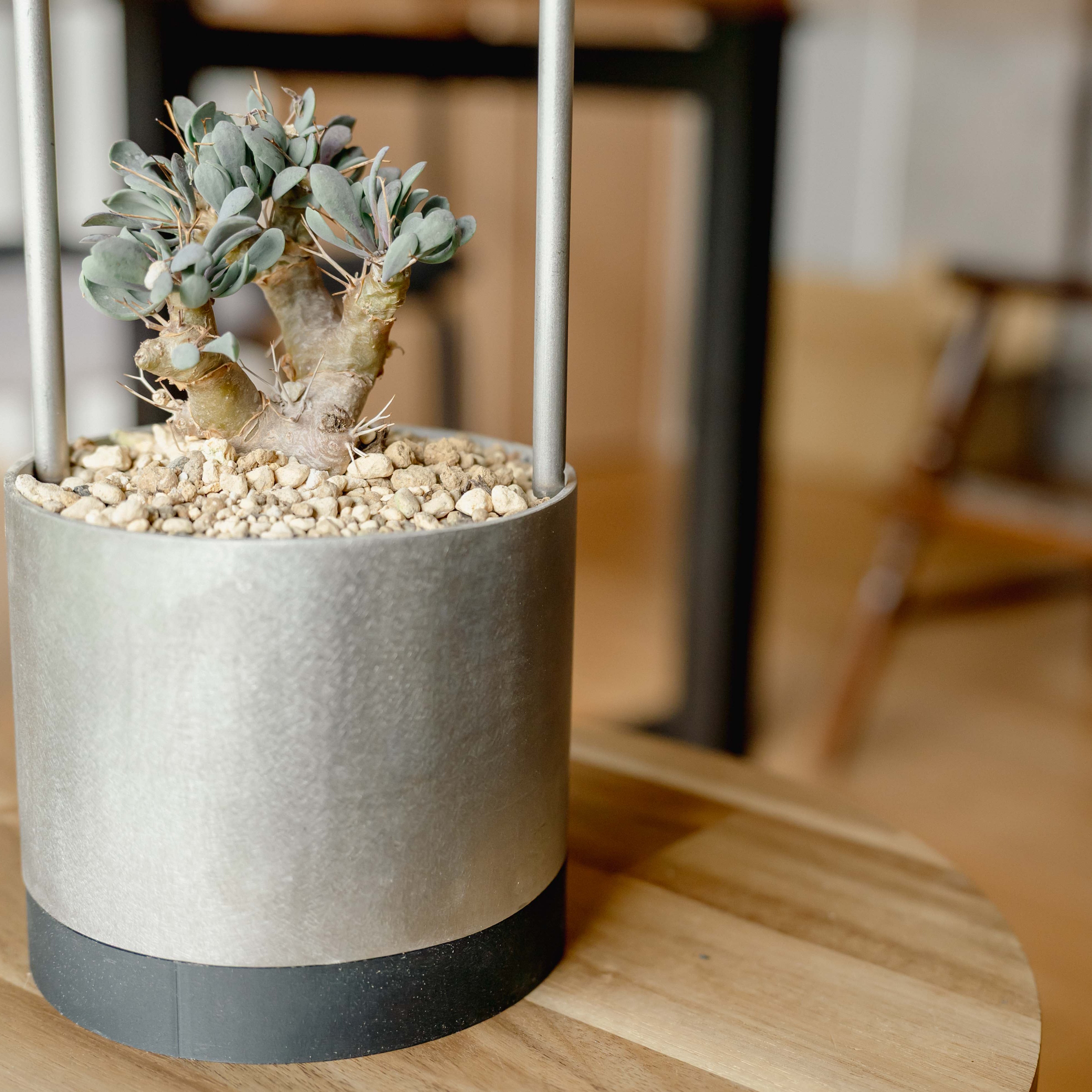 BAMBUNO【小さな相棒のような存在】※予約販売（2026年4月上旬お届け予定）