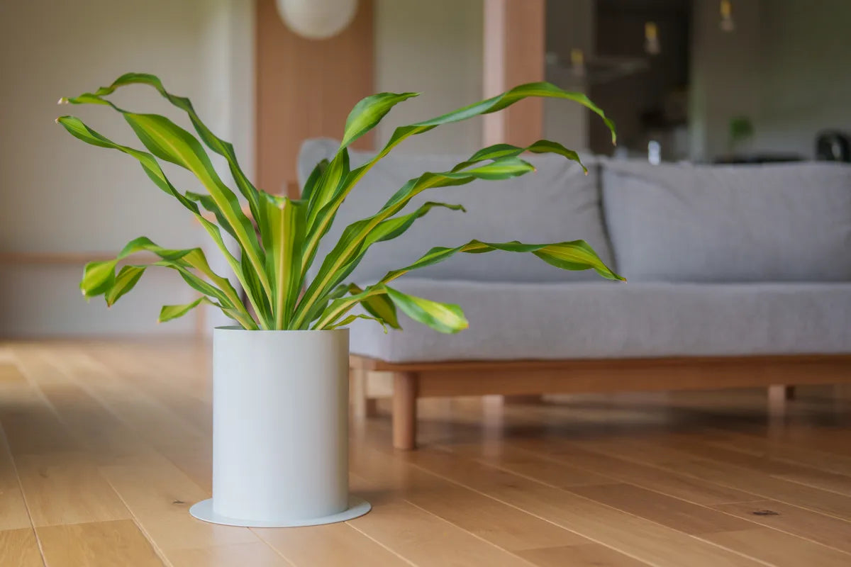 リビングに置かれた、ナチュラルホワイト（粉体塗装）のPLUSTと観葉植物