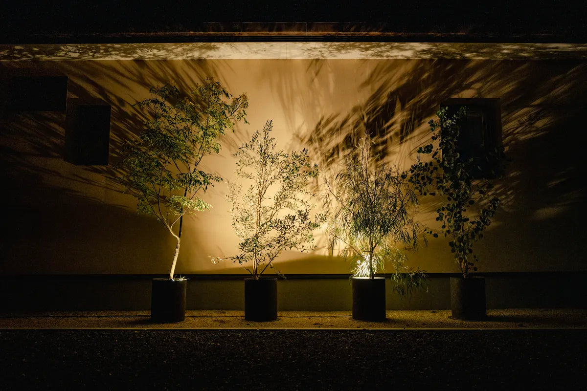 夜、足元からの灯りに照らされたPLUSTの植物が、壁に影を落とす外構の風景