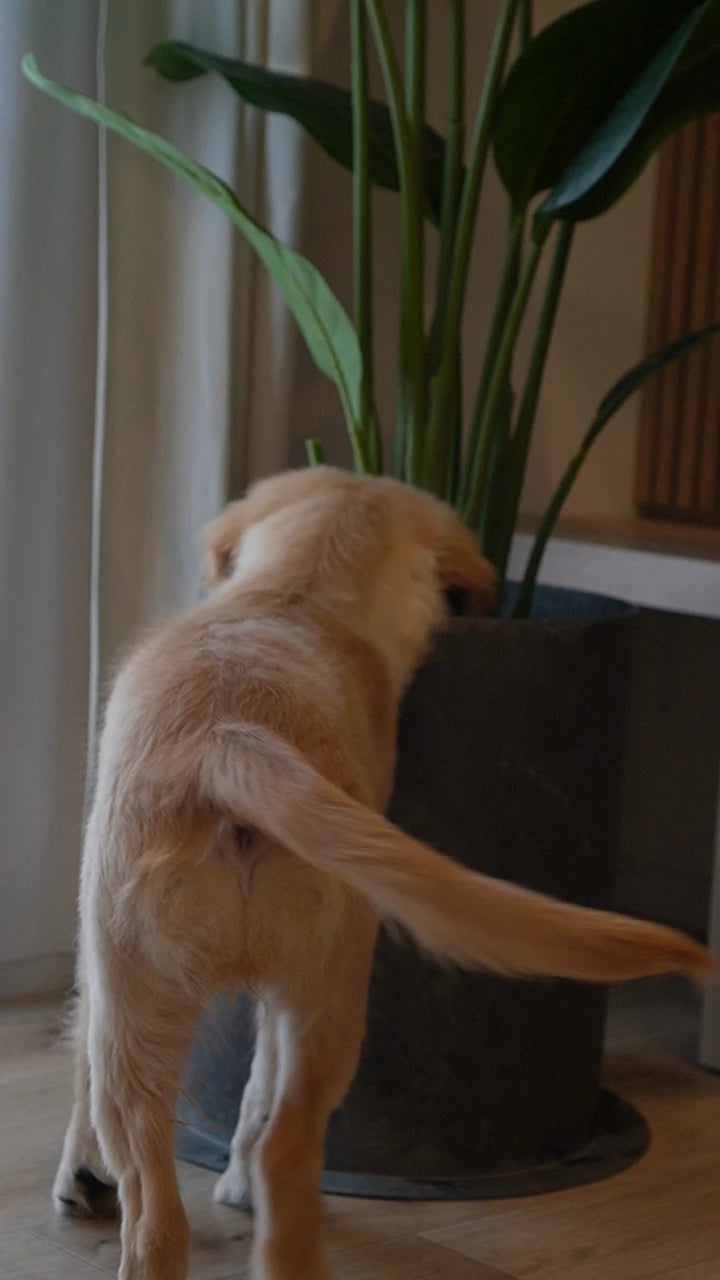 リビングで大型犬が前足をかけても、ジンクグレーのPLUSTに植わった背の高い観葉植物は倒れずに立っている