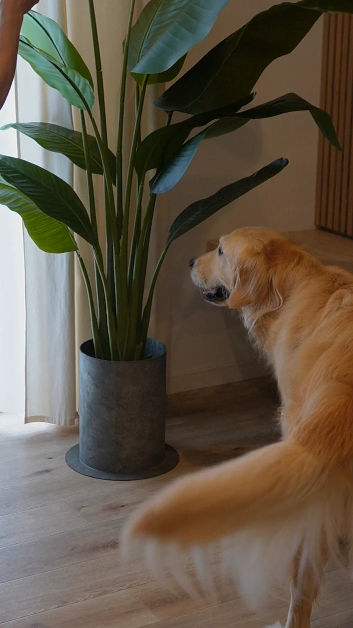 フローリングのリビングで、大型犬のそばに置かれたジンクグレーのPLUSTと背の高い観葉植物。広いベースが床に接している